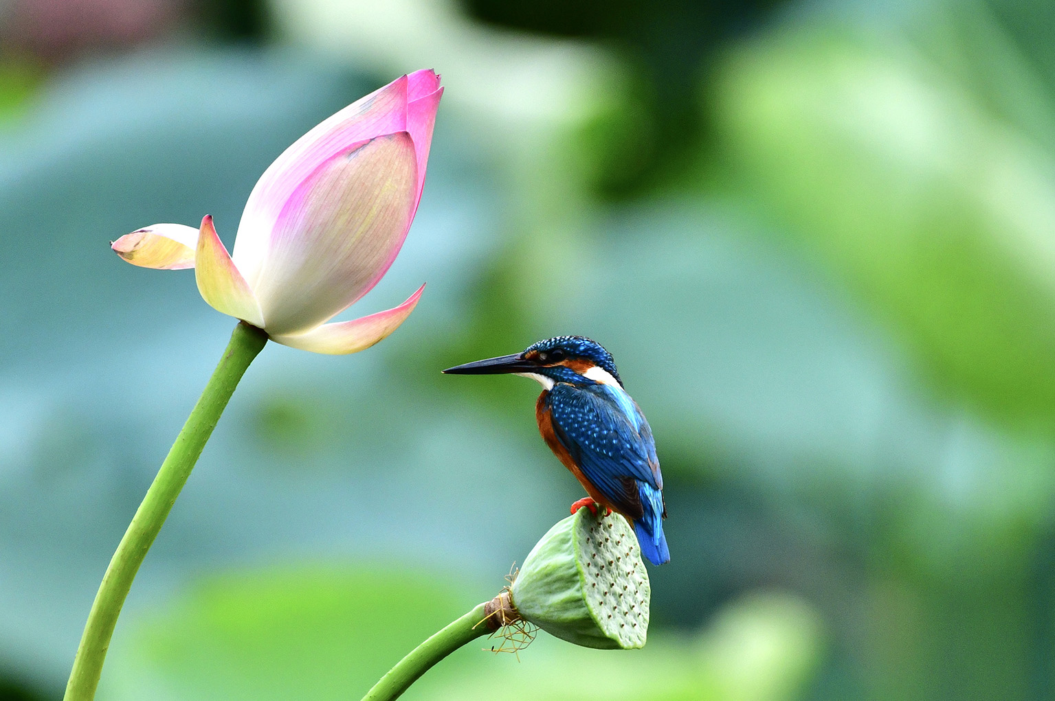 阿彌陀佛今現在說法