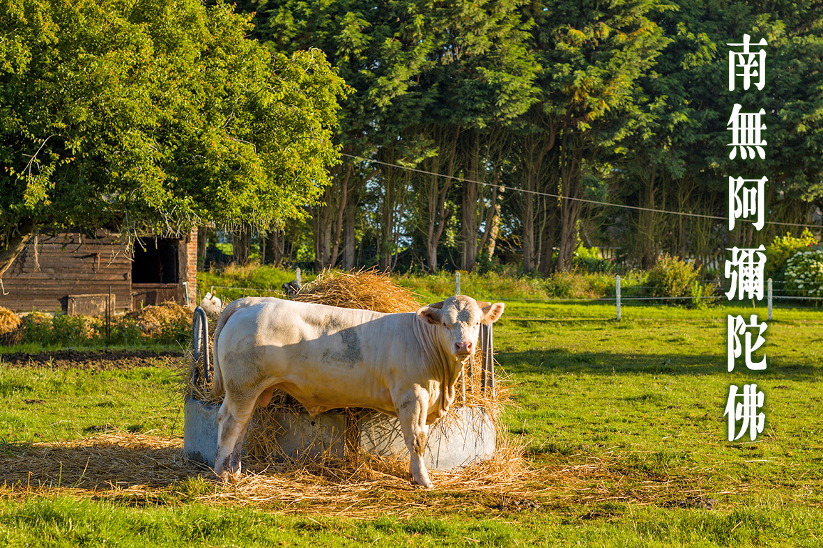 引牛吃草喻配圖