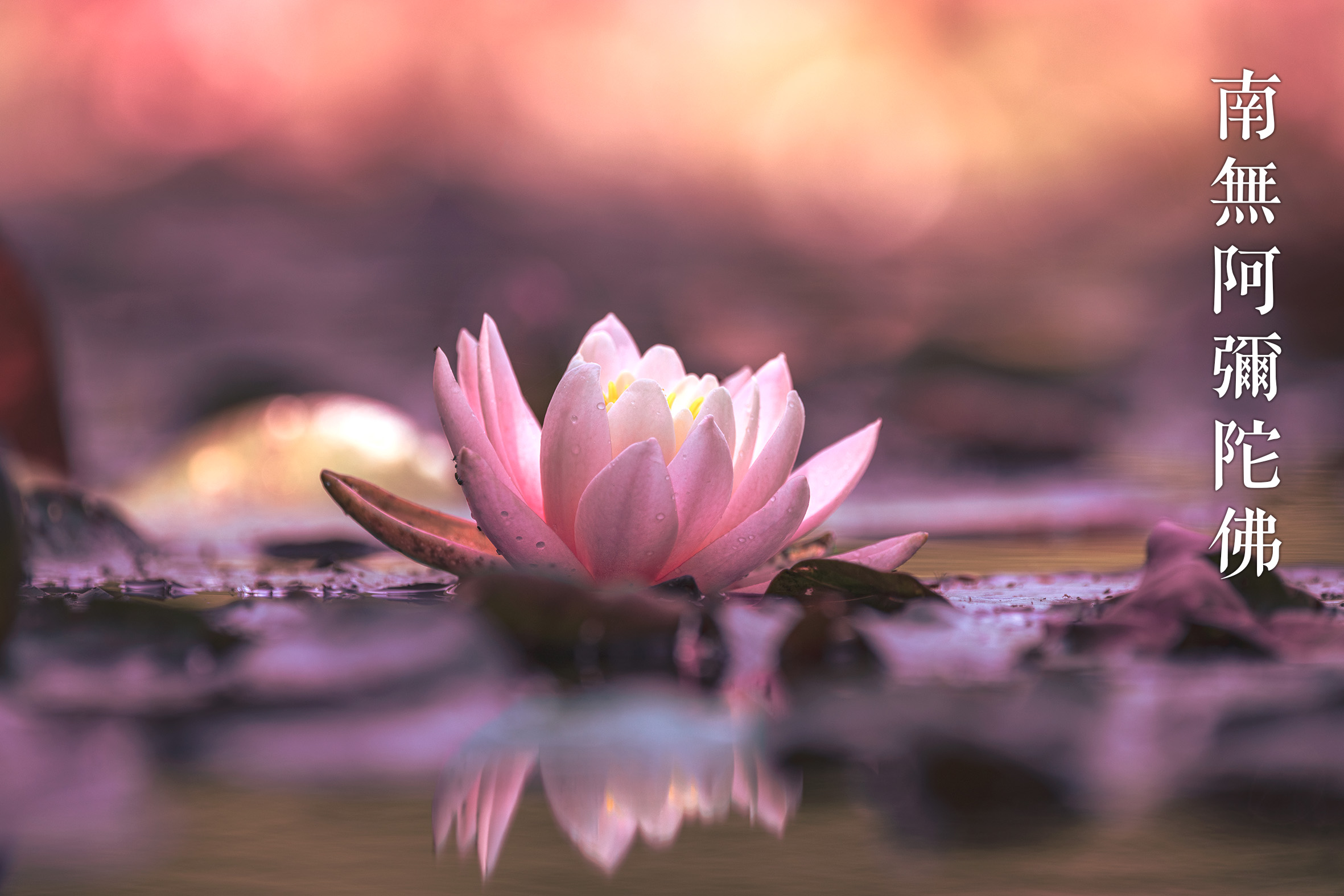 南無阿彌陀佛 蓮花