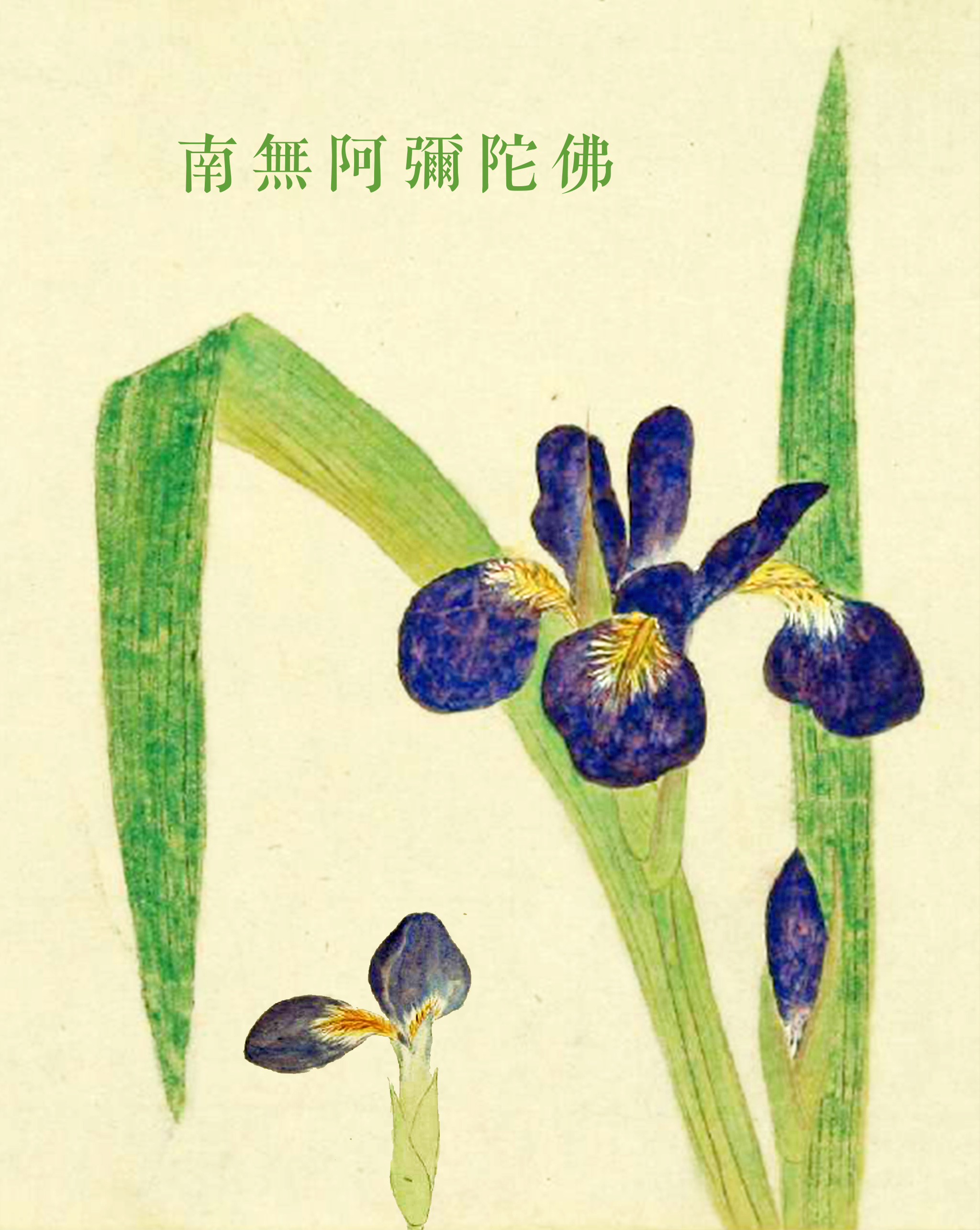 鳶尾花水墨畫