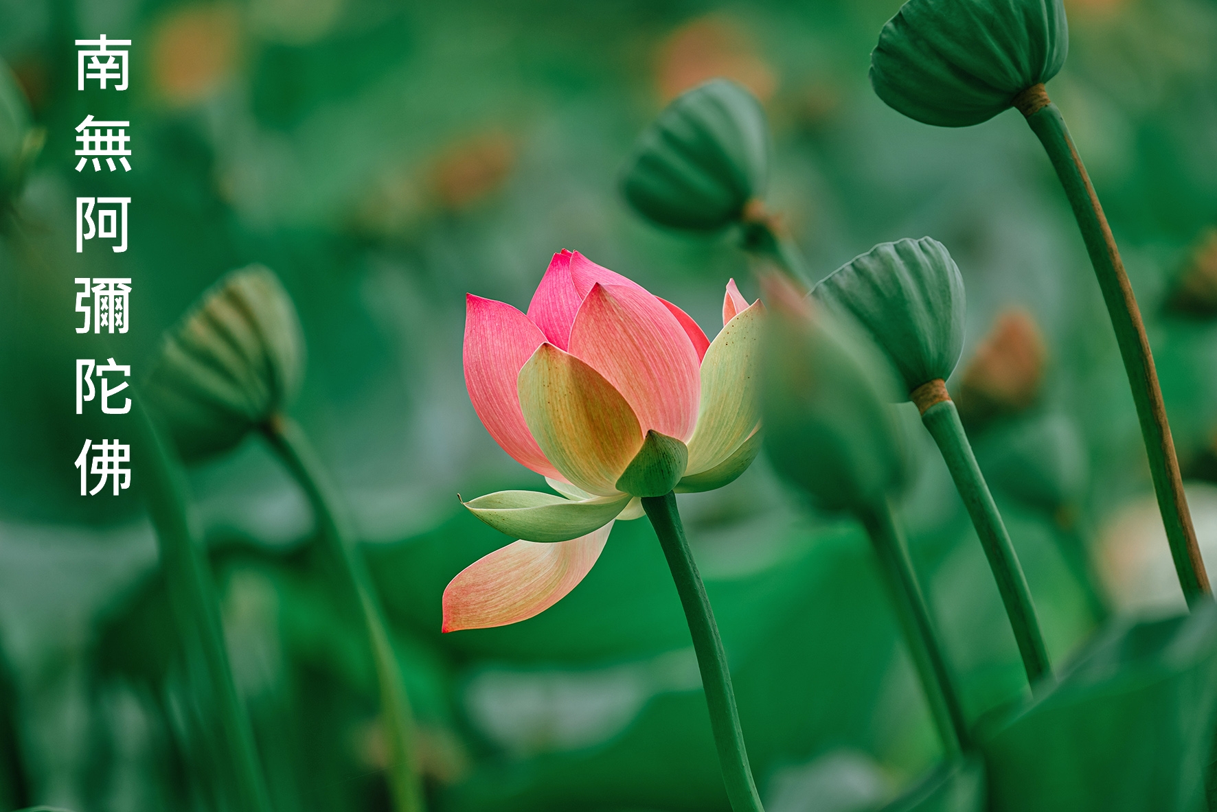 念佛共修圖